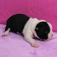 AKC Pumpkin's Female Puppy 1, a female Boston Terrier for sale in Mount Olive, NC – Photo 7 of 10