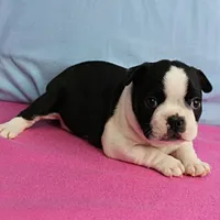 AKC Pumpkin's Female Puppy 1, a female Boston Terrier for sale in Mount Olive, NC – 5 of 10