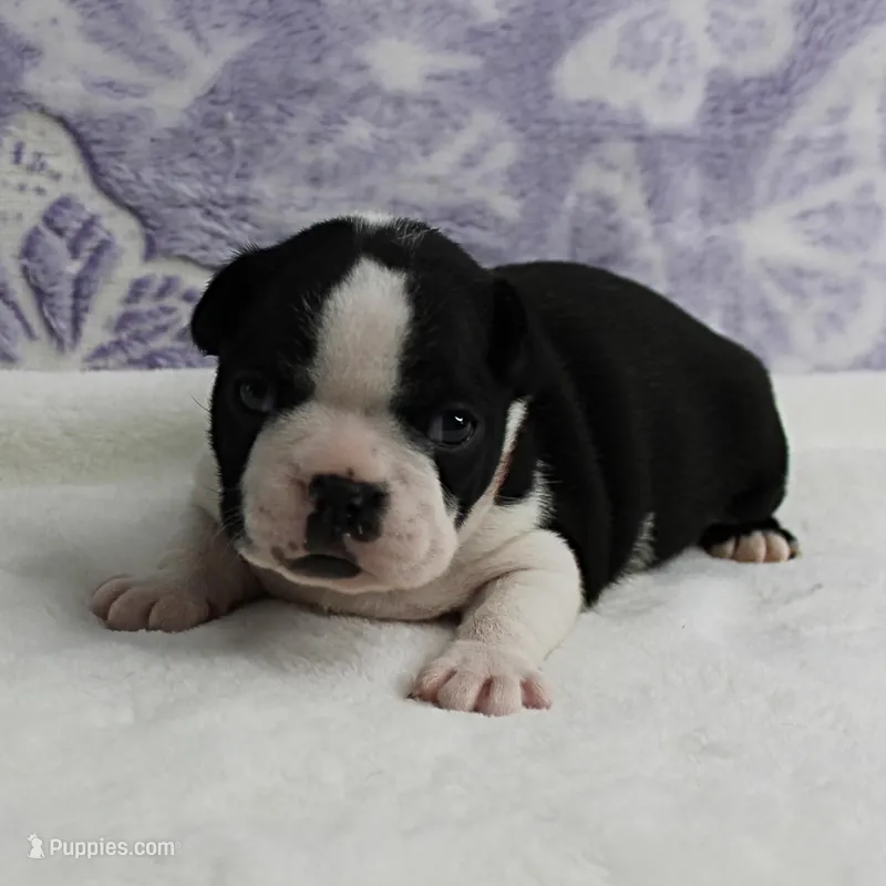 AKC Pumpkin's Female Puppy 1 – Boston Terrier puppy for sale in Mount Olive, NC