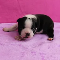 AKC Pumpkin's Female Puppy 1, a female Boston Terrier for sale in Mount Olive, NC – Photo 3 of 10