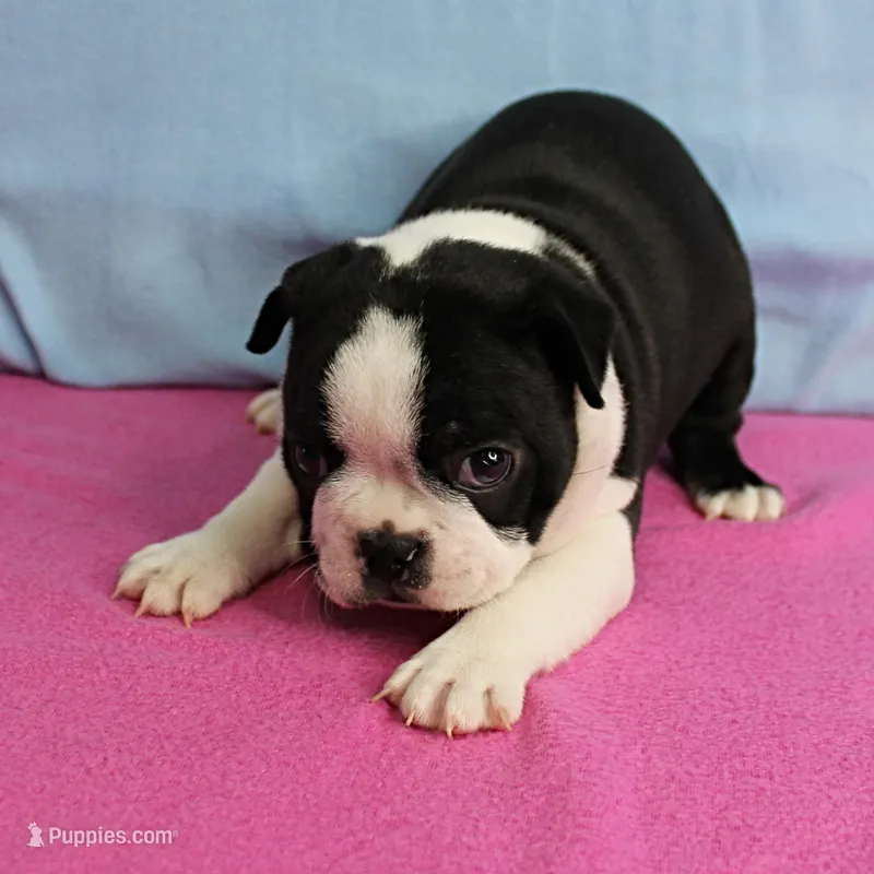 AKC Pumpkin's Female Puppy 1 – Boston Terrier puppy for sale in Mount Olive, NC