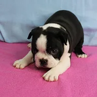 AKC Pumpkin's Female Puppy 1, a female Boston Terrier for sale in Mount Olive, NC – 1 of 10