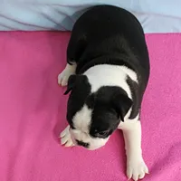 AKC Pumpkin's Female Puppy 1, a female Boston Terrier for sale in Mount Olive, NC – 9 of 10