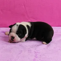 AKC Pumpkin's Female Puppy 1, a female Boston Terrier for sale in Mount Olive, NC – Photo 2 of 10