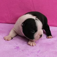 AKC Pumpkin's Female Puppy 1, a female Boston Terrier for sale in Mount Olive, NC – Photo 4 of 10