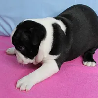 AKC Pumpkin's Female Puppy 1, a female Boston Terrier for sale in Mount Olive, NC – 10 of 10