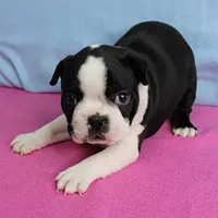 AKC Pumpkin's Female Puppy 1, a female Boston Terrier for sale in Mount Olive, NC – 3 of 10