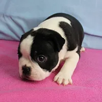 AKC Pumpkin's Female Puppy 1, a female Boston Terrier for sale in Mount Olive, NC – 6 of 10