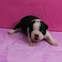AKC Pumpkin's Female Puppy 1, a female Boston Terrier for sale in Mount Olive, NC – Photo 5 of 10