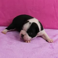 AKC Pumpkin's Female Puppy 1, a female Boston Terrier for sale in Mount Olive, NC – Photo 9 of 10