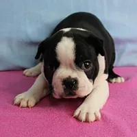 AKC Pumpkin's Female Puppy 1, a female Boston Terrier for sale in Mount Olive, NC – 2 of 10