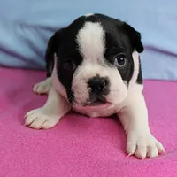 AKC Pumpkin's Female Puppy 1, a female Boston Terrier for sale in Mount Olive, NC – 8 of 10