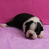 AKC Pumpkin's Female Puppy 1, a female Boston Terrier for sale in Mount Olive, NC – Photo 6 of 10