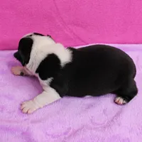 AKC Pumpkin's Female Puppy 1, a female Boston Terrier for sale in Mount Olive, NC – Photo 10 of 10