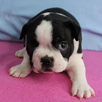 AKC Pumpkin's Female Puppy 1, a female Boston Terrier for sale in Mount Olive, NC – 7 of 10