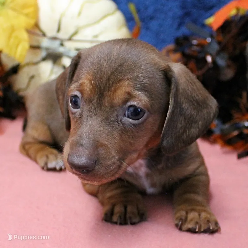 AKC Robin's Red Female Puppy 1 – Miniature Dachshund puppy on hold in Mount Olive, NC