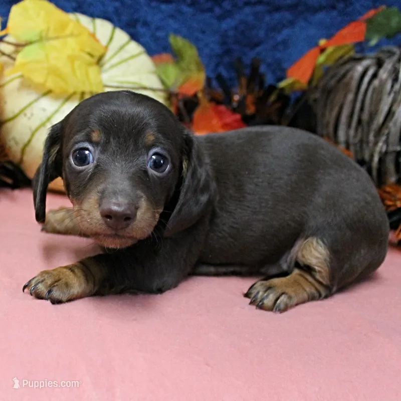 AKC Robin's Chocolate Female Puppy 2 – Miniature Dachshund puppy on hold in Mount Olive, NC