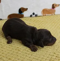 AKC Robin's Chocolate Female Puppy 2, a female Miniature Dachshund for sale in Mount Olive, NC – 2 of 10