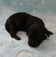 AKC Freckles Red with Black Tips Male Puppy 8, a male Miniature Dachshund for sale in Mount Olive, NC – 10 of 10