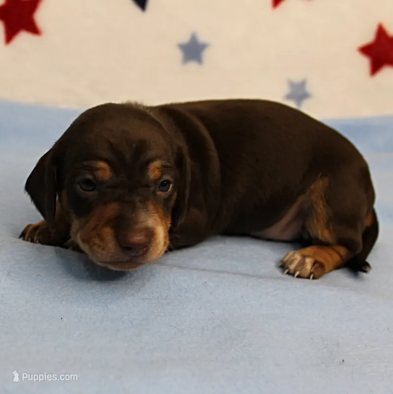 AKC Heidi's Chocolate & Tan Female Puppy 1 – Miniature Dachshund puppy for sale in Mount Olive, NC
