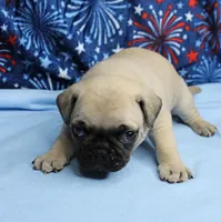 AKC Candy's Fawn Male Puppy 6, a male Pug for sale in Mount Olive, NC – 2 of 10