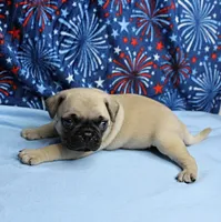 AKC Candy's Fawn Male Puppy 6, a male Pug for sale in Mount Olive, NC – 6 of 10