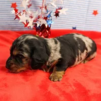 AKC Sallie's Black & Silver Dapple, Long Coat Male Puppy 4, a male Miniature Dachshund for sale in Mount Olive, NC – 7 of 10
