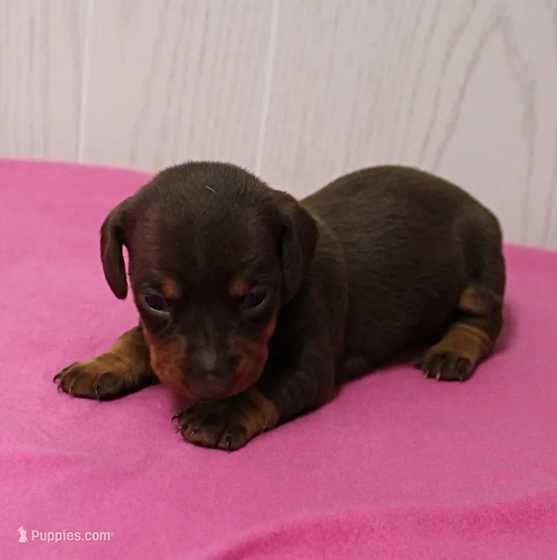 AKC Maggie's Chocolate & Tan Female Puppy 2 – Miniature Dachshund puppy for sale in Mount Olive, NC