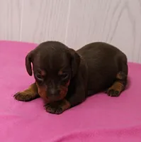 AKC Maggie's Chocolate & Tan Female Puppy 2, a female Miniature Dachshund for sale in Mount Olive, NC – 1 of 10