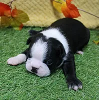 AKC Annie's Black & White Male Puppy 5, a male Boston Terrier for sale in Mount Olive, NC – 2 of 10