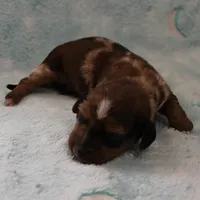 AKC Freckles Red Dapple Male Puppy 7, a male Miniature Dachshund for sale in Mount Olive, NC – 9 of 10