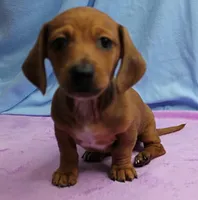 AKC Roxy's Red Shaded Dapple Male Puppy 1, a male Miniature Dachshund for sale in Mount Olive, NC – 9 of 9