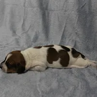 AKC Mae Mae's Red & White Piebald Male Puppy 2, a male Miniature Dachshund for sale in Mount Olive, NC – 4 of 10