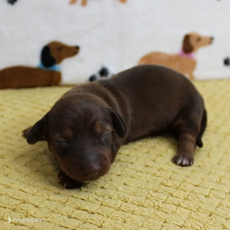 AKC Robin's Red Female Puppy 1 – Miniature Dachshund puppy for sale in Mount Olive, NC