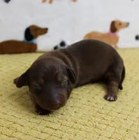 AKC Robin's Red Female Puppy 1, a female Miniature Dachshund for sale in Mount Olive, NC – 1 of 9