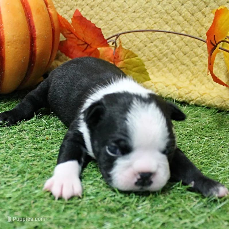 AKC Annie's Black & White Male Puppy 5 – Boston Terrier puppy for sale in Mount Olive, NC