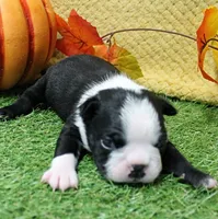 AKC Annie's Black & White Male Puppy 5, a male Boston Terrier for sale in Mount Olive, NC – 1 of 10