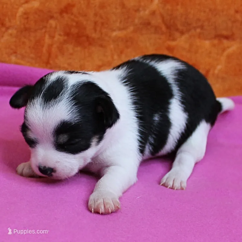 Chelsea's Black, White & Tan Party Female Puppy 1 – Chihuahua puppy for sale in Mount Olive, NC