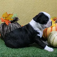 AKC Polly's Black & White Male Puppy 5, a male Boston Terrier for sale in Mount Olive, NC – 6 of 9