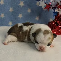 Angel's Fawn Sable on White/Party Male Puppy 1, a male Chihuahua for sale in Mount Olive, NC – 6 of 10