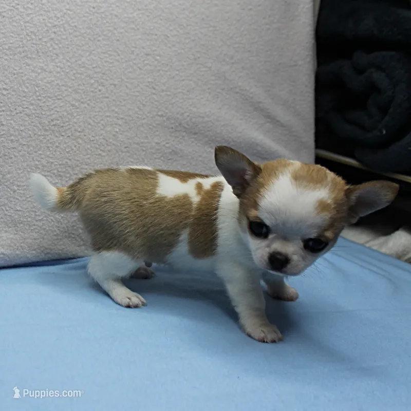 Angel's Fawn Sable on White/Party Male Puppy 1 – Chihuahua puppy for sale in Mount Olive, NC