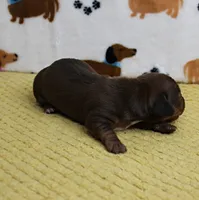 AKC Robin's Chocolate Female Puppy 2, a female Miniature Dachshund for sale in Mount Olive, NC – 9 of 10