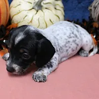 AKC Freckles Black & Tan Piebald on White Female Puppy 2, a female Miniature Dachshund for sale in Mount Olive, NC – 3 of 10