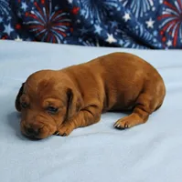 AKC Roxy's Red Shaded Dapple Male Puppy 1, a male Miniature Dachshund for sale in Mount Olive, NC – 7 of 10
