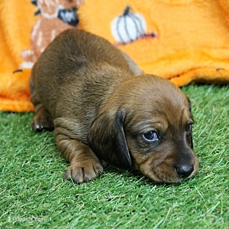 AKC Robin's Red Male Puppy 4 – Miniature Dachshund puppy for sale in Mount Olive, NC