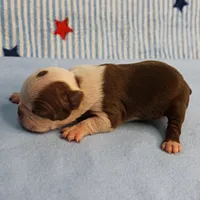 Zoe's Seal & White Male Puppy 4, a male Boston Terrier for sale in Mount Olive, NC – 10 of 10