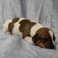AKC Mae Mae's Red & White Piebald Male Puppy 2, a male Miniature Dachshund for sale in Mount Olive, NC – 6 of 10