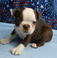 AKC Zoey's Chocolate & White Male Puppy 3, a male Boston Terrier for sale in Mount Olive, NC – 3 of 10