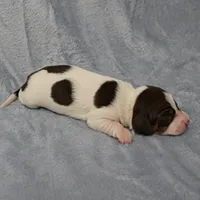 AKC Mae Mae's Black & White Piebald Male Puppy , a male Miniature Dachshund for sale in Mount Olive, NC – 9 of 10