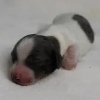 AKC Harleys Silver on White Piebald Male Puppy 3, a male Miniature Dachshund for sale in Mount Olive, NC – 4 of 10